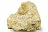 Jurassic Ammonite (Strenoceras) Fossil - Évrecy, France #367820-1